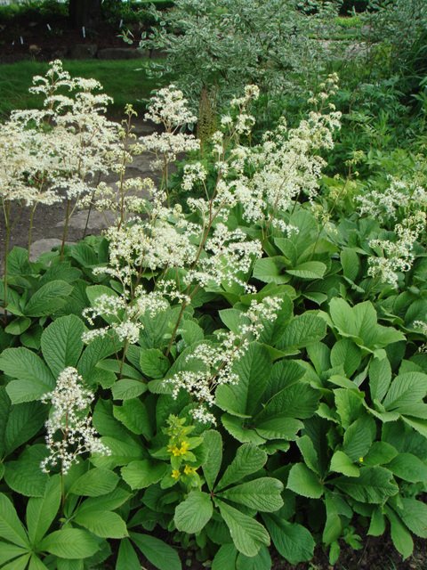 Rodgersia aesculifolia